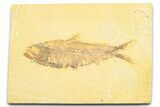 Detailed Fossil Fish (Knightia) - Wyoming #372336-1